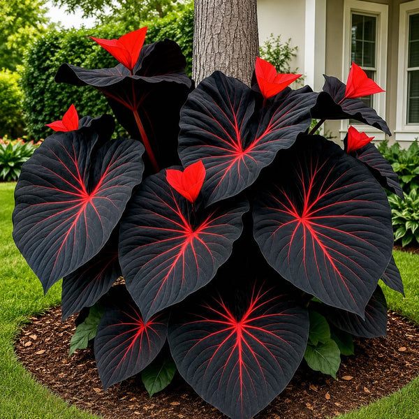 BLACK MAGIC CALADIUM SEEDS™