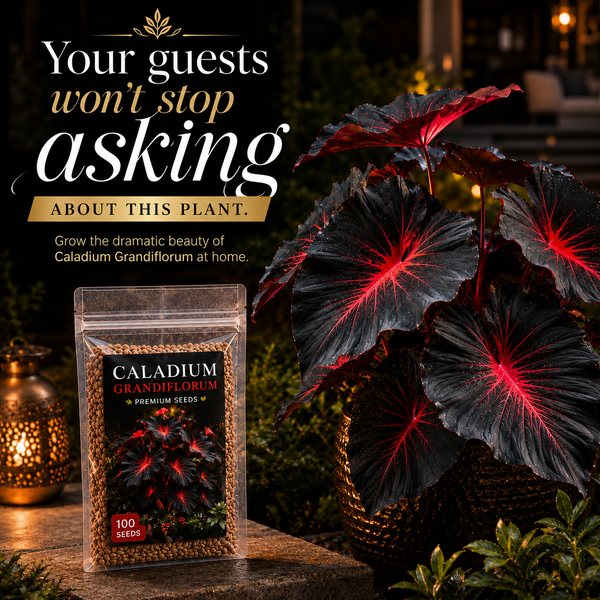 BLACK MAGIC CALADIUM SEEDS™