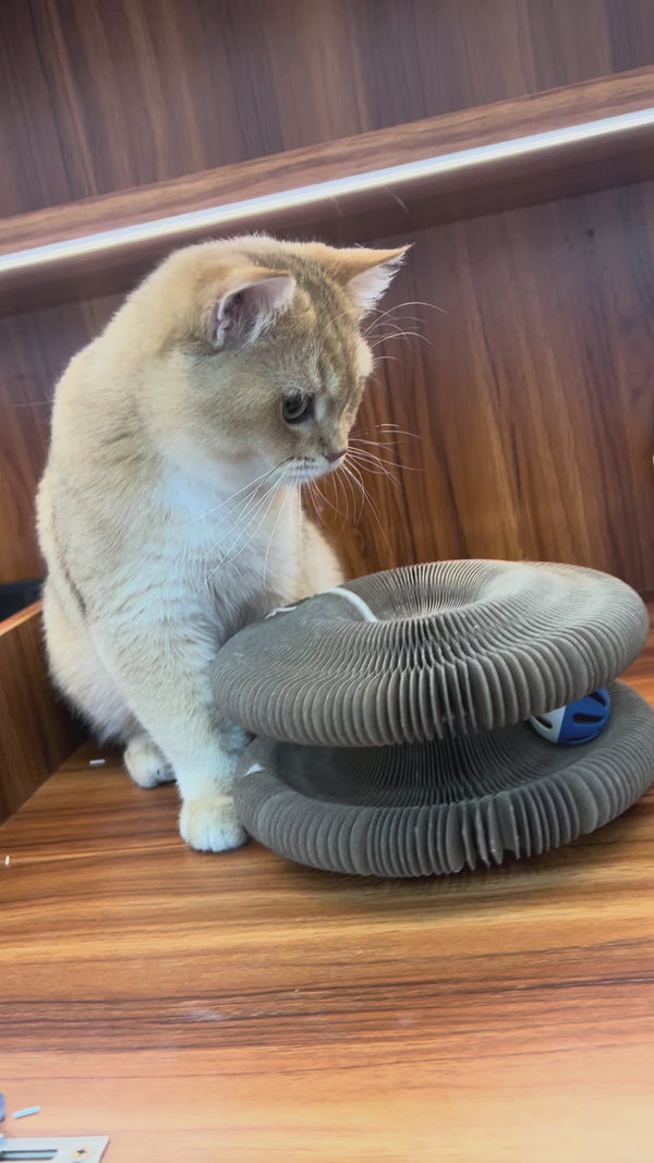 KittiKoil™ Accordion Cat Toy